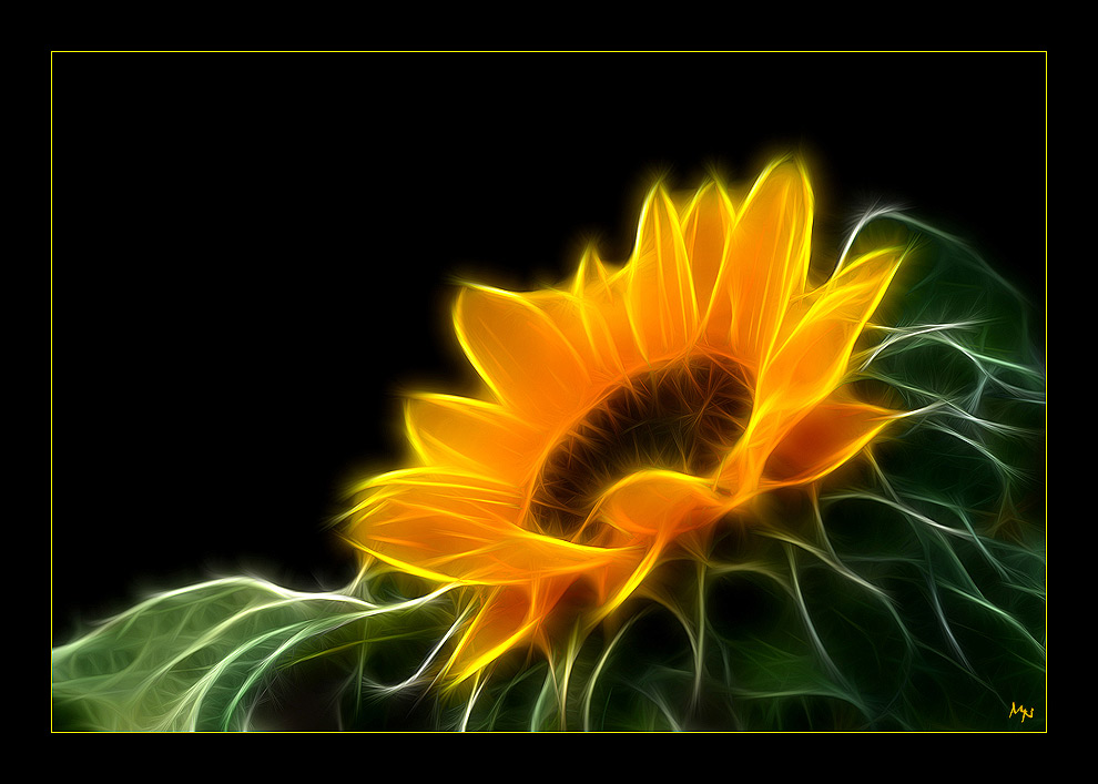 Electrified sunflower