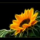 Electrified sunflower