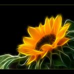 Electrified sunflower