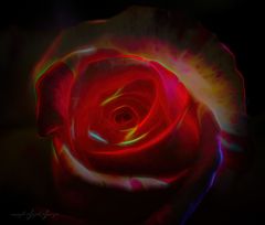 Electrify rose
