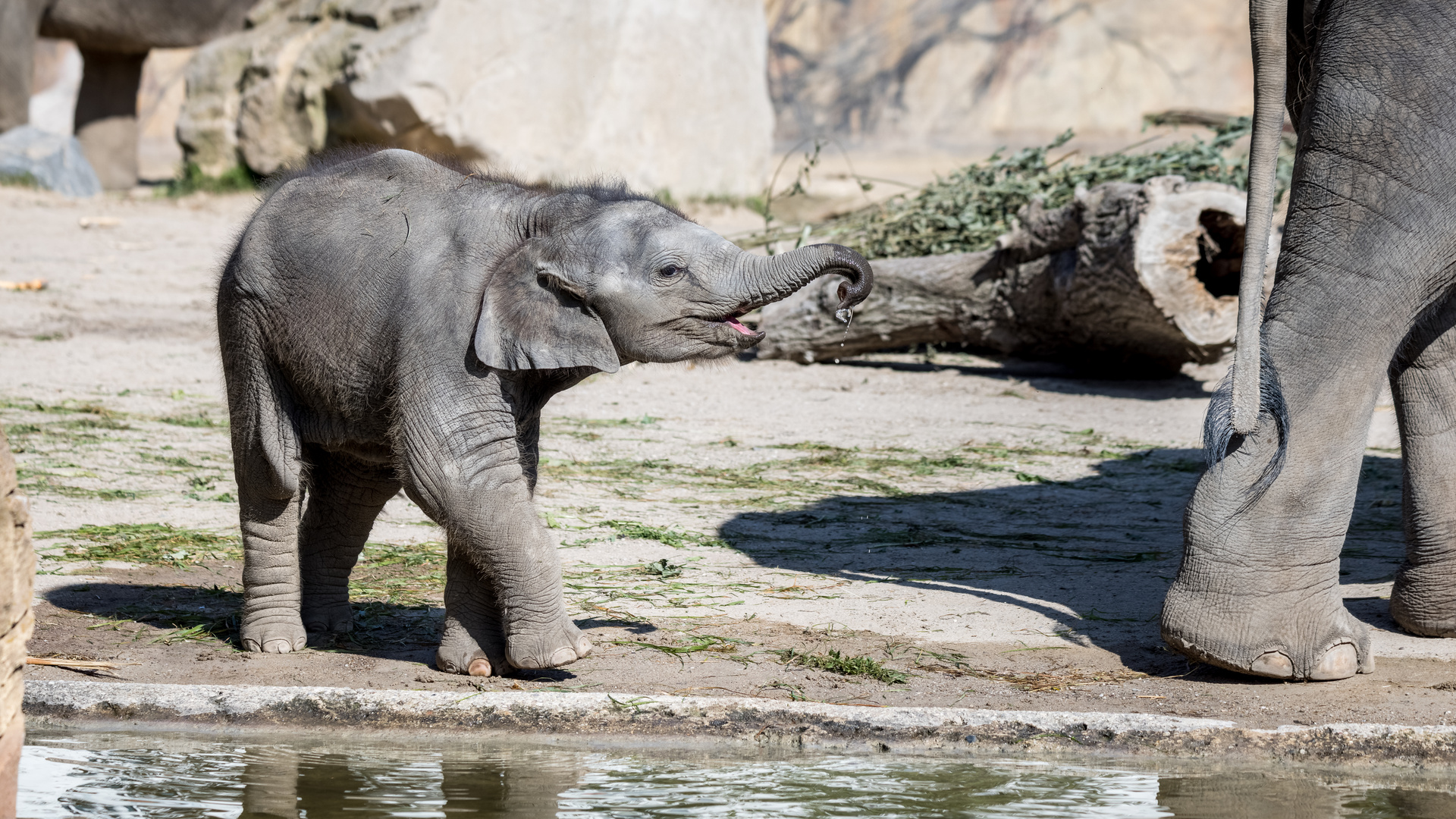 Elefalntenbaby im Zoo Leipzig