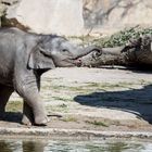 Elefalntenbaby im Zoo Leipzig