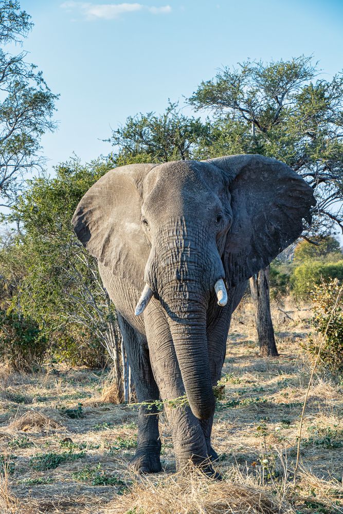 Elefand Foto Bild tiere natur afrika Bilder auf Elefand Foto Bild tiere natur afrika Bilder auf
