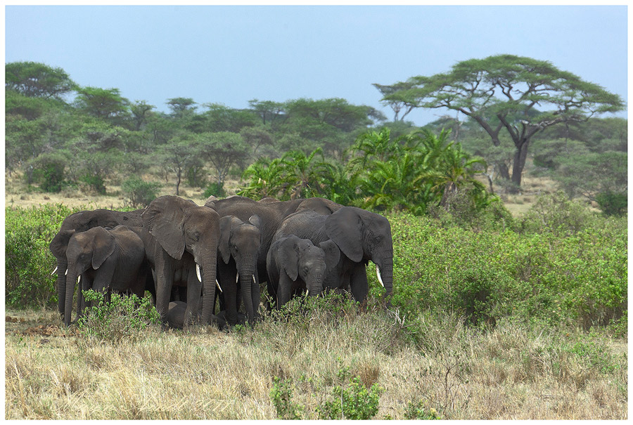 Elefanenschutzkreis