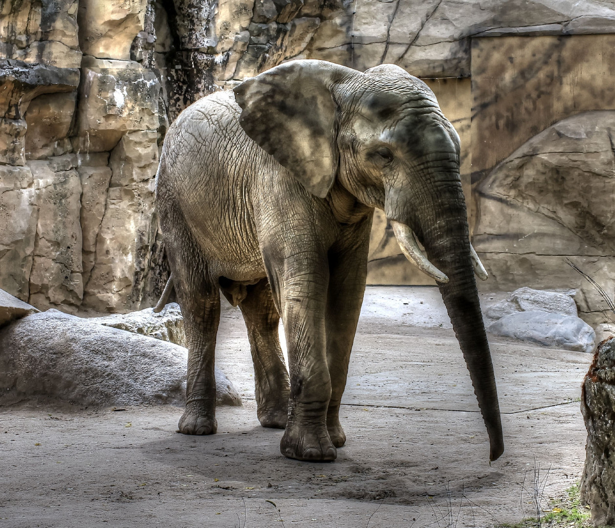 Elefant