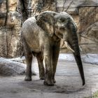 Elefant