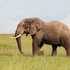 Elefant