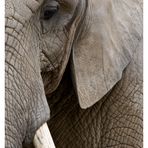 Elefant