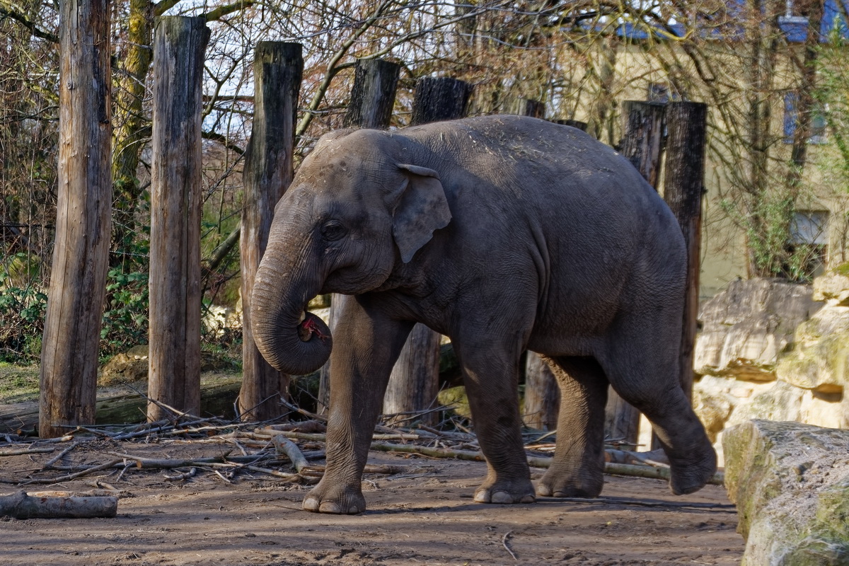 Elefant