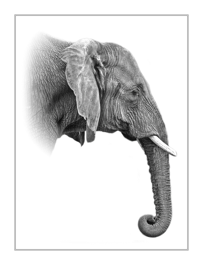 Elefant