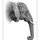 Elefant