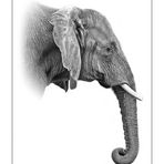 Elefant