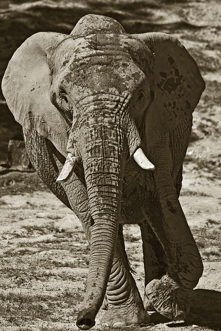 Elefant #1