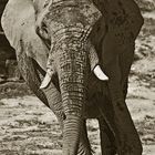 Elefant #1