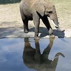 Elefant -1-