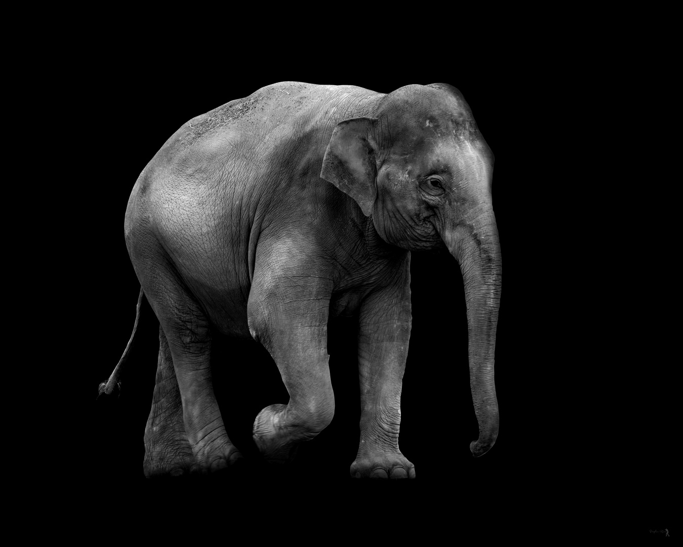 Elefant