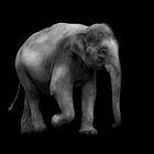 Elefant