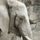 Elefant