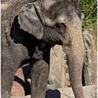 Elefant