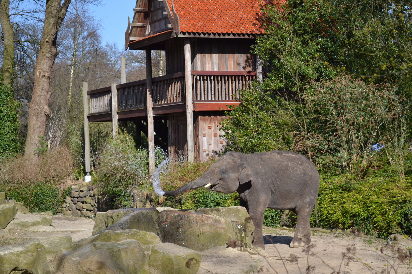 Elefant