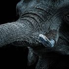 Elefant