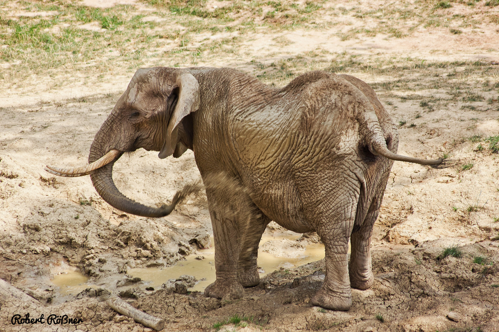 Elefant