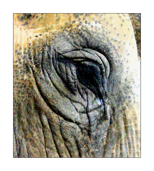 Elefant