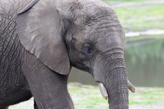 Elefant