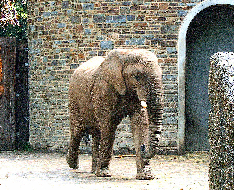 Elefant-2