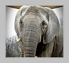 Elefant (2)