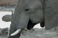 Elefant 2