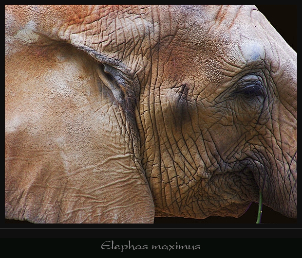 Elefant