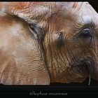 Elefant