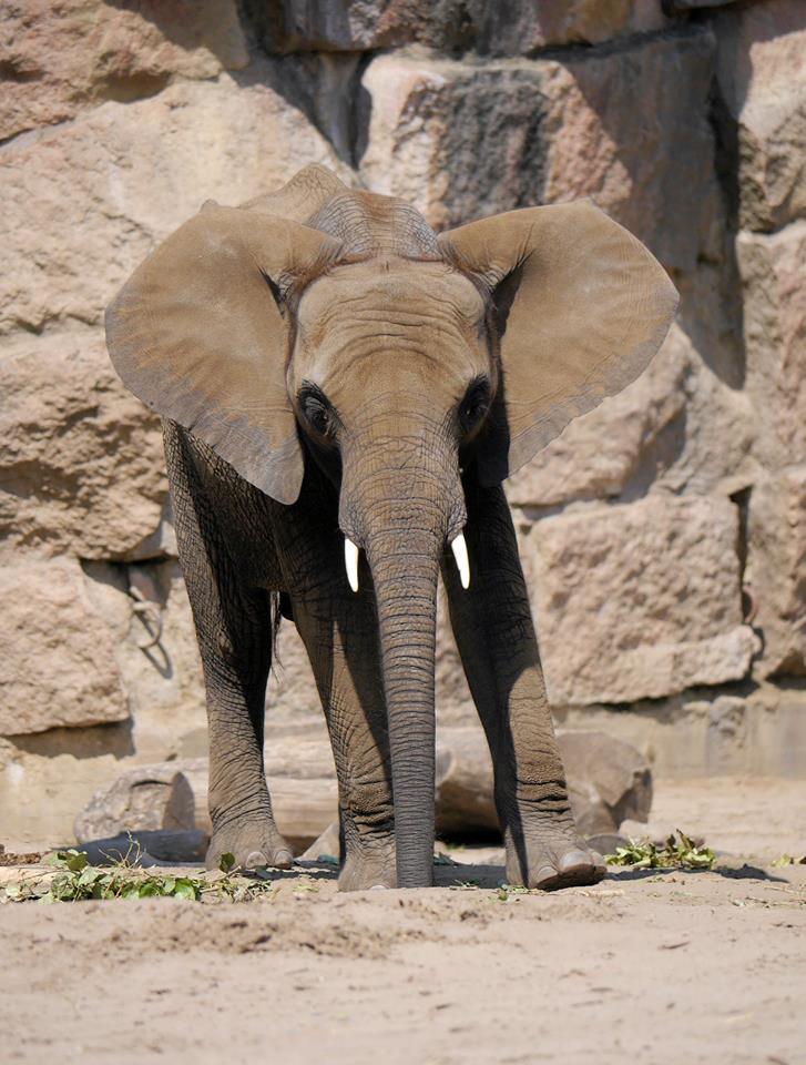 Elefant