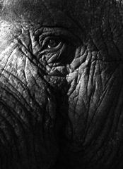 Elefant