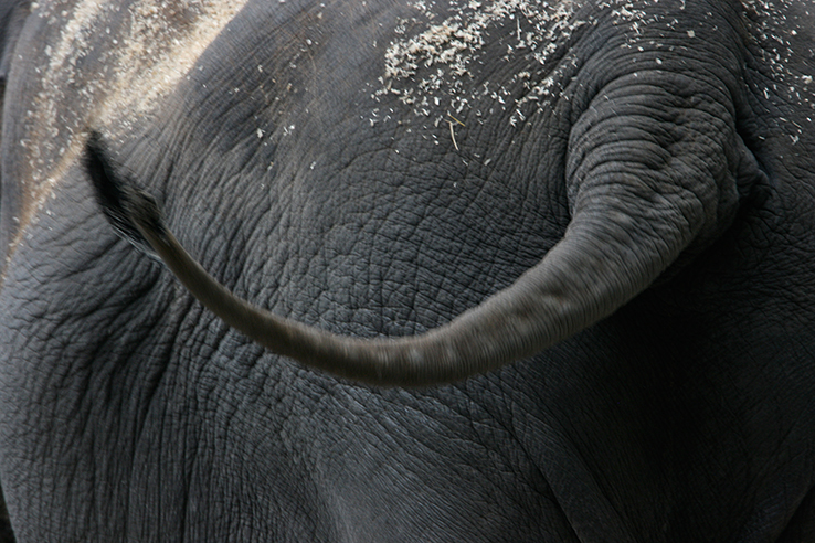 Elefant