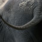 Elefant