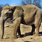 ELEFANT