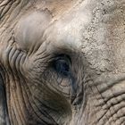 Elefant