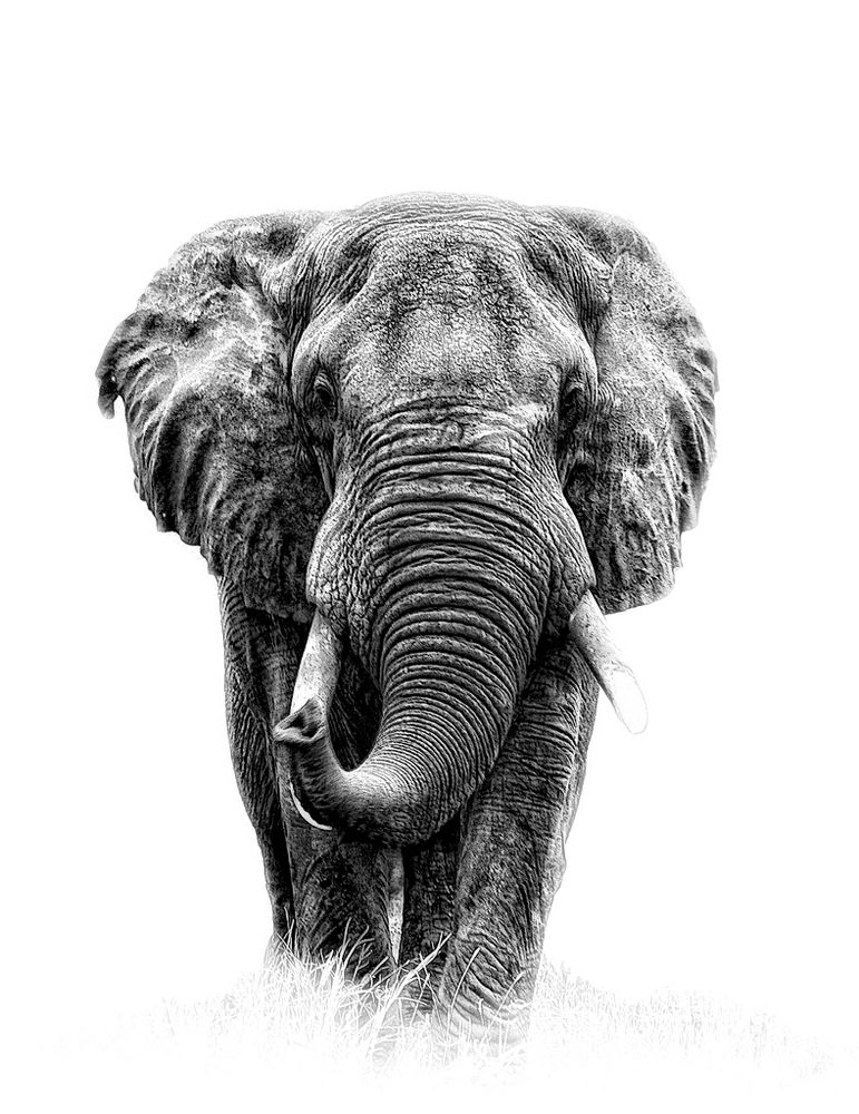 Elefant