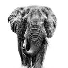 Elefant