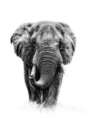 Elefant