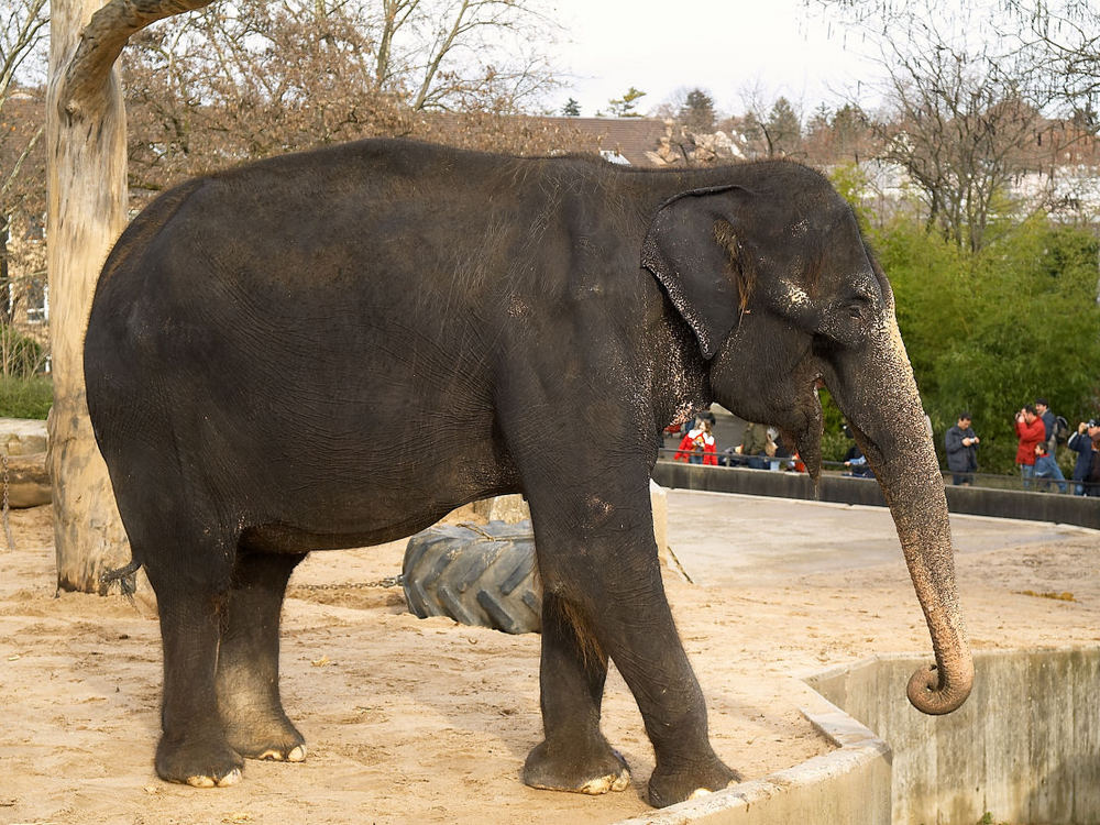 Elefant