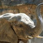 Elefant