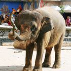 Elefant