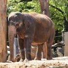 Elefant