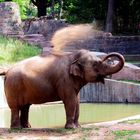 Elefant