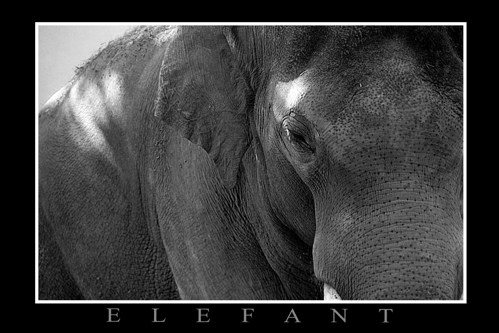 Elefant