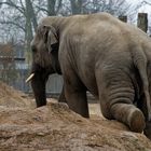 Elefant 