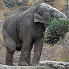 Elefant